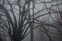 Nebbia 15_01_2011 - Monte dei Cappuccini_17